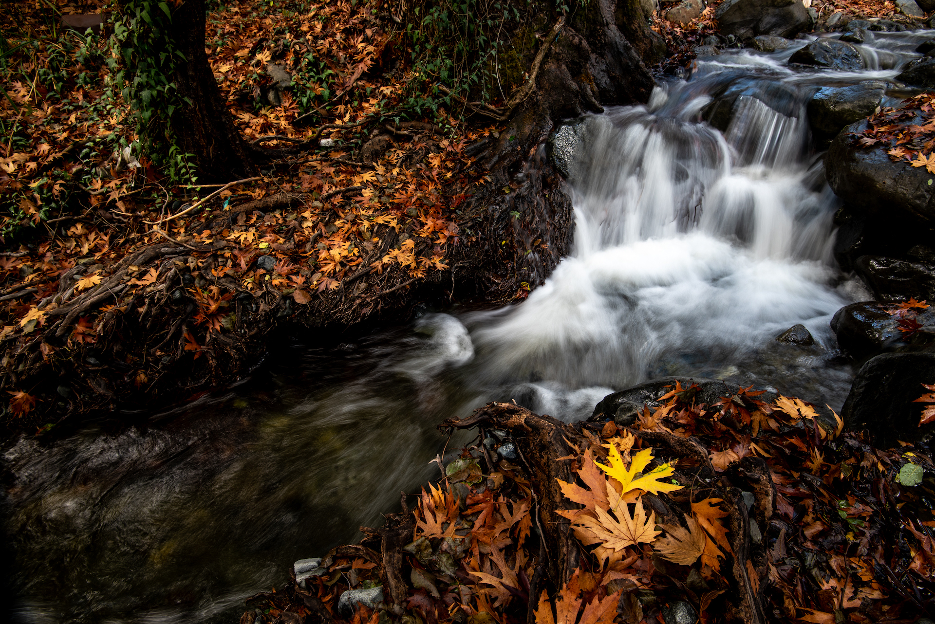 River flowing with maple leaves on the rocks on the riverside in autumn season